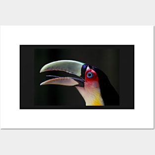 Red Breasted Toucan Portrait at Iguassu, Brazil Posters and Art